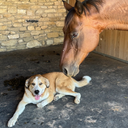 Truffe profile
