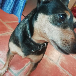 Astrid profile