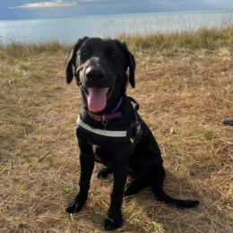 Pippa middleton profile