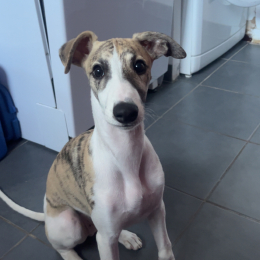 Léon profile