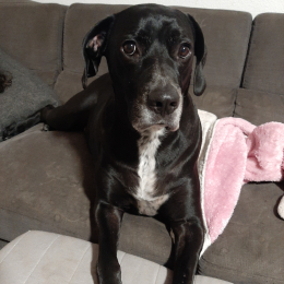 Pongo profile