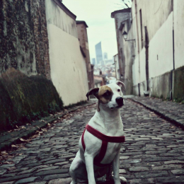 Milan profile