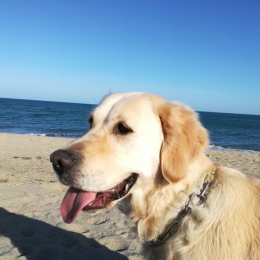 Dolly profile