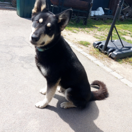 Kibras profile