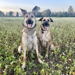 Taïko et usko profile