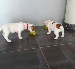 Isys et iana profile