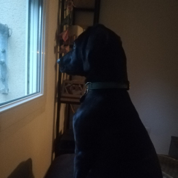 Luky profile