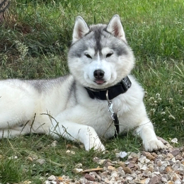 Ulysse profile