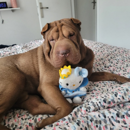 Nesquik profile
