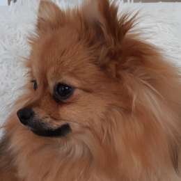 Doggo profile