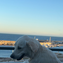 Césars profile