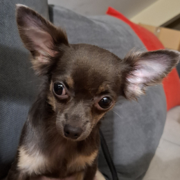 Minnie profile