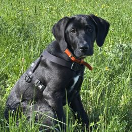 Zorro profile
