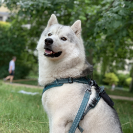 Maxence profile