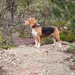 Nala profile