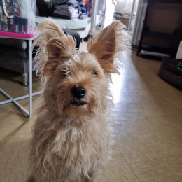 Hugo profile