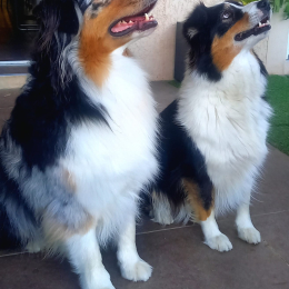 Tika profile