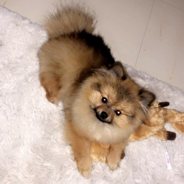 Floki profile