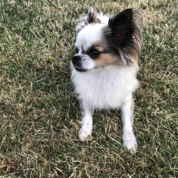 Mango  profile