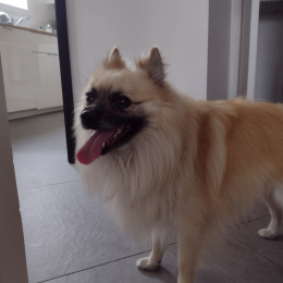 Rouqui profile