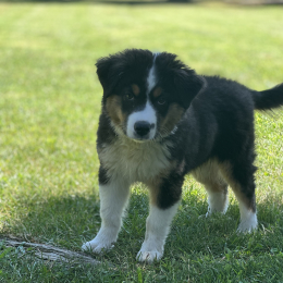 Koko profile