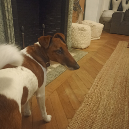 Newton profile