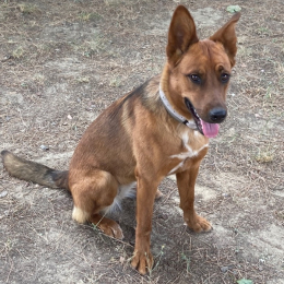 Kelev profile