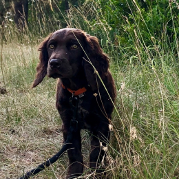 Pablo profile