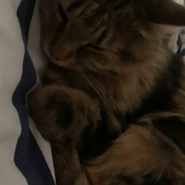 Camille profile