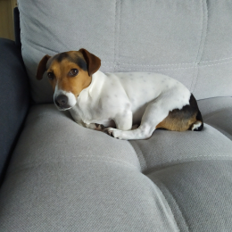 Doggo profile