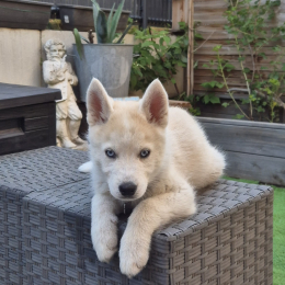 Asko profile