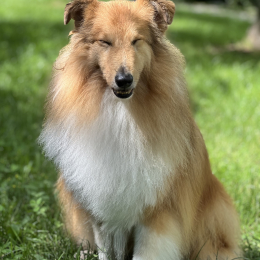 Nyko profile