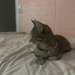 Moun moun profile
