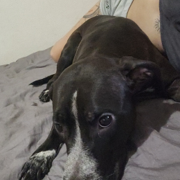 Nikita profile