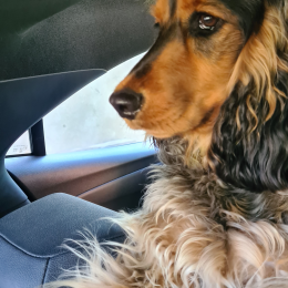 Ron profile