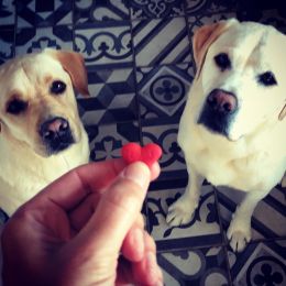 Héliott et malo profile