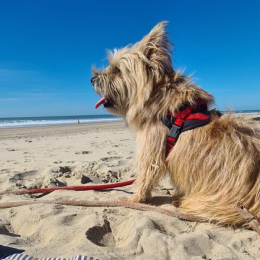 Pongo profile