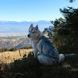 Doggo profile