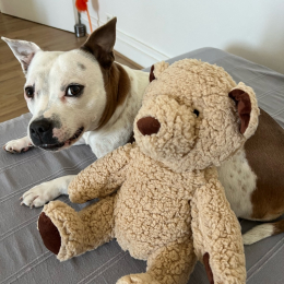 Nounours et bouboule profile