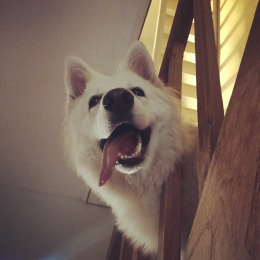 Mishka profile