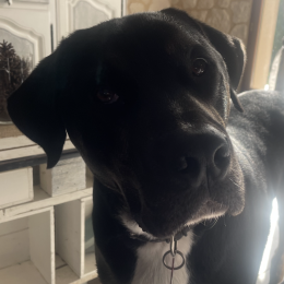 Jazz profile