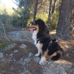Thor profile