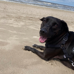 Monty profile
