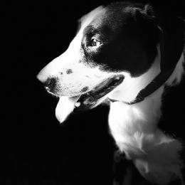 Doggo profile