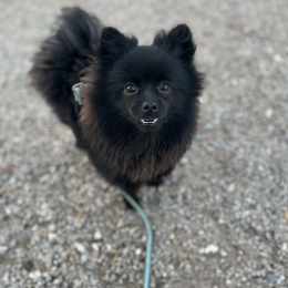 Stan profile