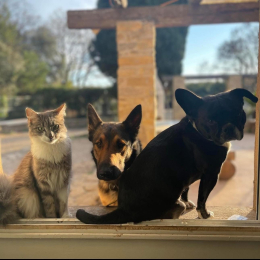 Nala et boyz profile