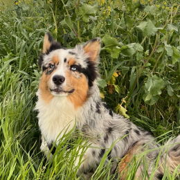 Ugo profile