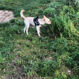 Olaf profile