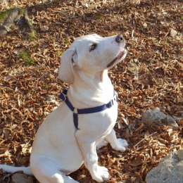 Mayko profile
