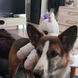 Ice et carmen profile